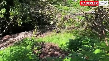 Zonguldak'ta Domuz Sanılarak Vurulan Kadın Hayatını Kaybetti