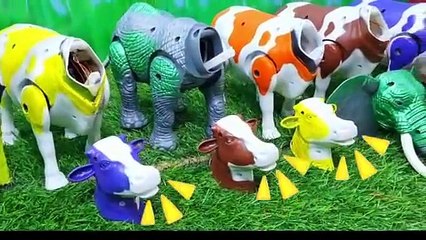 BAQRAEID ‼️ POTONG SAPI WADIDAU PROSESS POTONG SAPI SIMOLASI IDULIDHA COW CARTOON @toystory7209