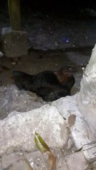 induk ayam dan anaknya lagi tidur