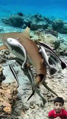 Discover Nature’s Wonders