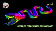 REPTILES SERPIENTES PELIGROSAS