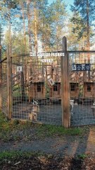 "She Is Even So Good That She Stays Always in the Kennel Too Own Kennel is a Cozy Kennel Follow For More Videos Have Trending reels"...!!