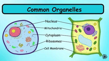 Chapter 2. Organisation of the organism  IGCSE Paper Biology 0610