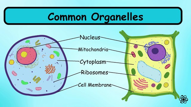Chapter 2. Organisation of the organism IGCSE Paper Biology 0610