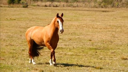 Confira a íntegra do programa Cavalos deste domingo (06)!