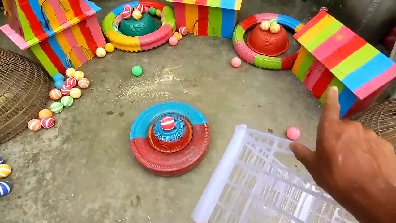 World Cute Chickens, Colorful Chickens, Rainbows Chickens, Cute Ducks, Cat, Rabbits, Cute Animals