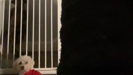 Scared Maltese dog seeks a safe hiding spot during a loud thunderstorm