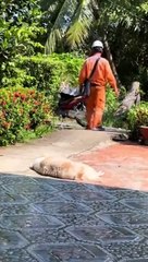 Un chien de garde vraiment flemmard