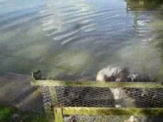 Vidéos Nelson, Vib et Ying Yang