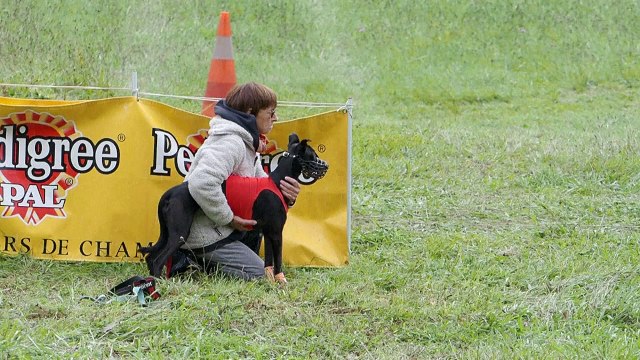 En perte de vitesse, les courses de lévriers redoutent le dernier tour de piste