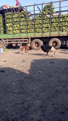 Goat Fighting In The Market In AFRICA STREET MARKET