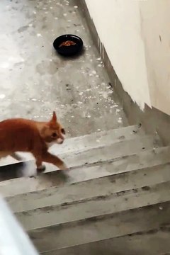 Cute animals | #funnycat​ #catmemes​ #cat​ #funny​ #cat​ #dog​ #funnycats​ #funnydogs​ #funnyanimals​