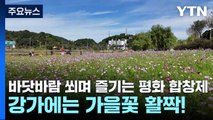 바닷바람 쐬며 즐기는 평화 합창제...강가에는 가을꽃 활짝! / YTN
