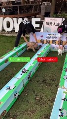 Rabbit and turtle race 