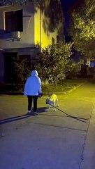 "Hilarious Pet Fails: When Dog Have 'Off' Days"