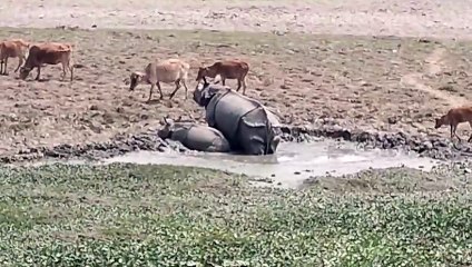 One Horned Rhinoceros  in Assam morigaon India My Village