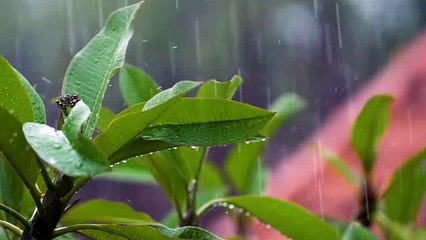 Rain Soothing Sounds For Deep Relaxation And Stress Relief.