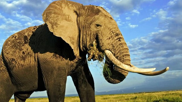 An African Elephant Spraying Dirt over its Body
