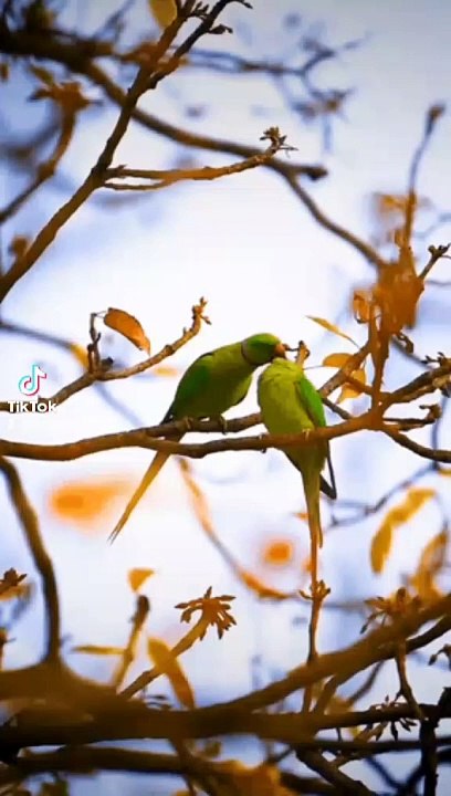 Assalamoalikum good morning
