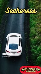 Animal Facts          Seahorses        #shorts95