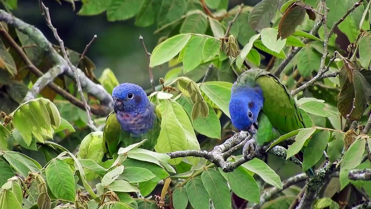Birds  Plays