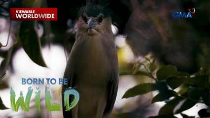 Ibong wakwak, bakit nga ba pinagkakamalang aswang? | Born to be Wild