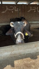 #trending #viral #usa #shortvideo #viralvideos #animals #nature #cow #cowbaby #buffalo