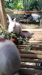 kelinci lucu lagi makan