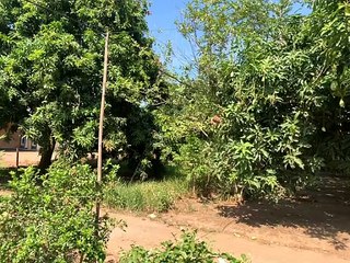 Lelang Mangga Satu Pohon Rp 250 Ribu Sampai Rp 500 Ribu