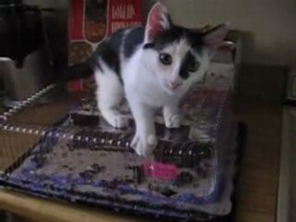 Funny CAT VS. CAKE Redicilously - The BEST