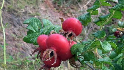 Bin on Holiday Whitsand Bay Cornwall. Music by Kris Oxland FACEBOOK