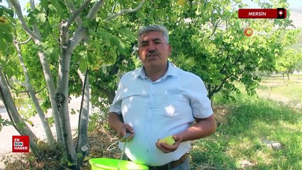 Mersin’de incirin sezonu kilosu 80 lirayla kapatması üreticinin yüzünü güldürdü