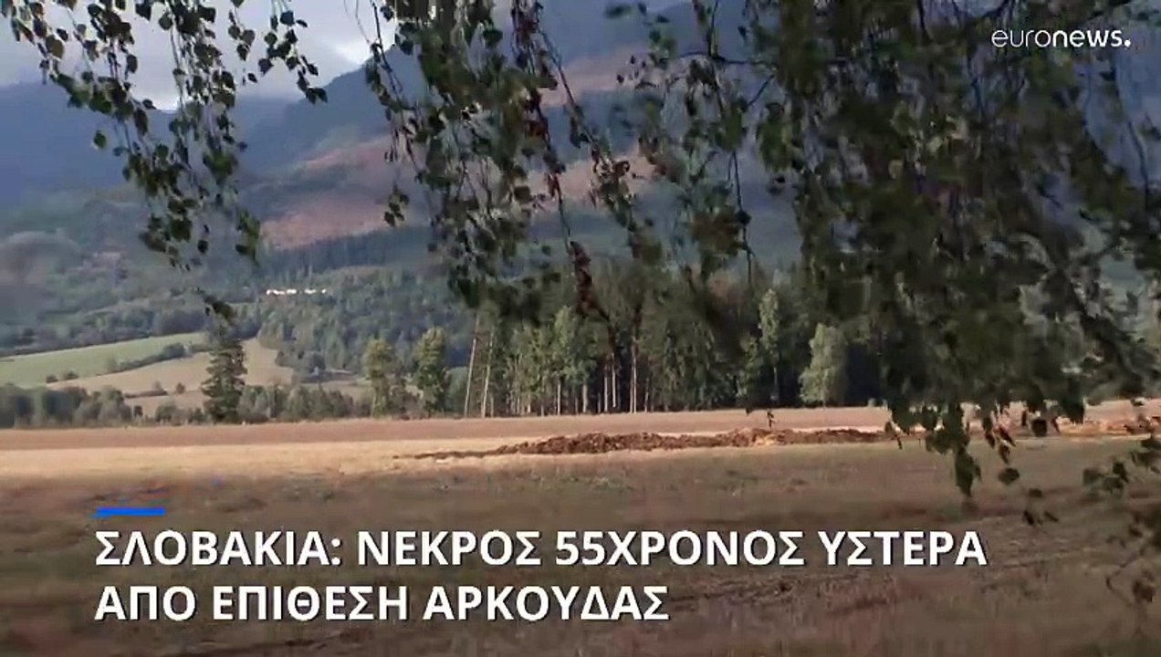 Αρκούδα επιτέθηκε και σκότωσε έναν 55χρονο σε δάσος της Σλοβακίας