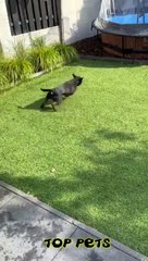 제가 제일 좋아하는 포니테일!  개, 고양이, 새끼 고양이와 함께하는 재미있는 영상!