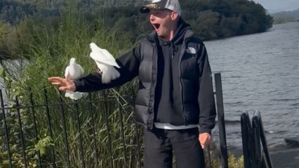 Graceful pigeons cast their vote for their favorite human of the year
