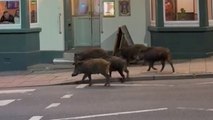 Five wild boars spotted outside local pub