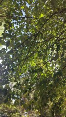 İşte en yeni videom