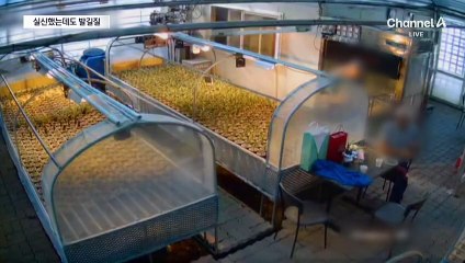 실신 후에도 계속된 발길질…“난초 거래 두고 갈등”