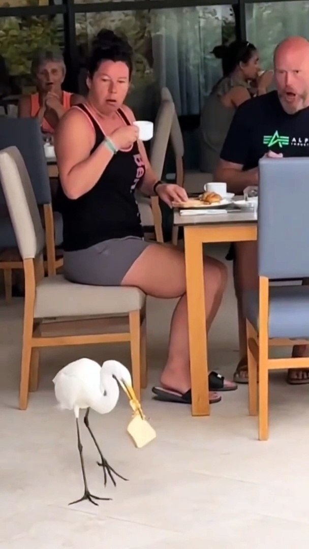 ⁣Cutest Birds I Home pets I Wildsoul pets