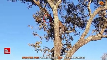 Leopar ile dalga geçen sincap