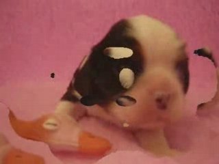 Darjeeling, chiot cavalier king charles