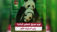 نوم عميق لصغير الباندا يثير استياء الأم