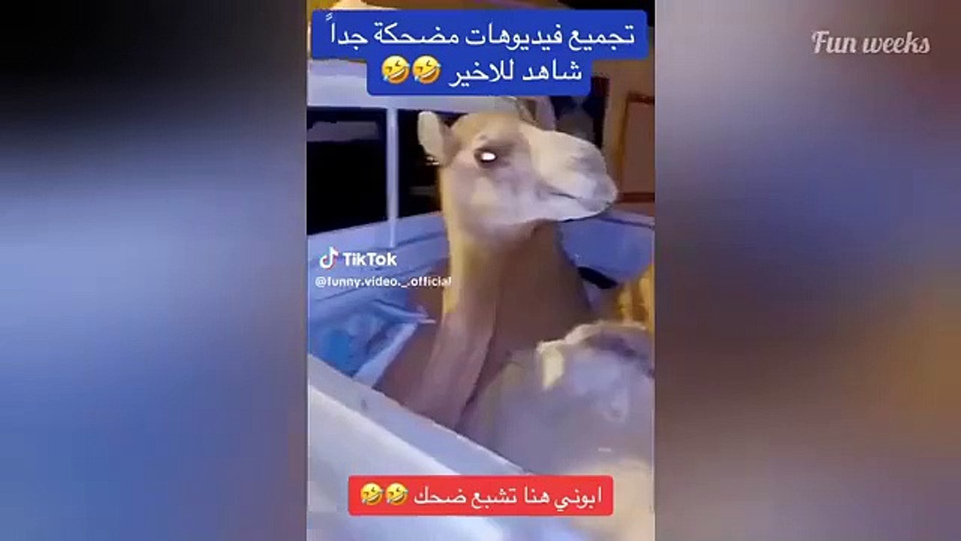 Funny video Entertainment video