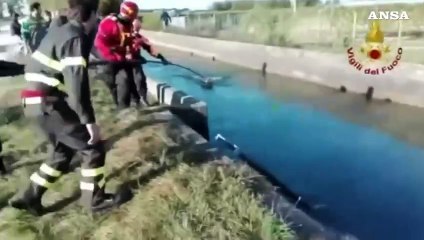 Giornata degli animali, i salvataggi compiuti dai Vigili del fuoco