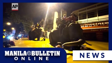 Elephants Join Flood Relief Efforts in Northern Thailand 🐘