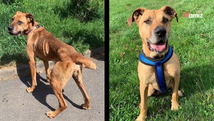 Retiré pour maltraitance il y a deux ans, ce chien de refuge attend désespérément qu'on lui donne une autre chance