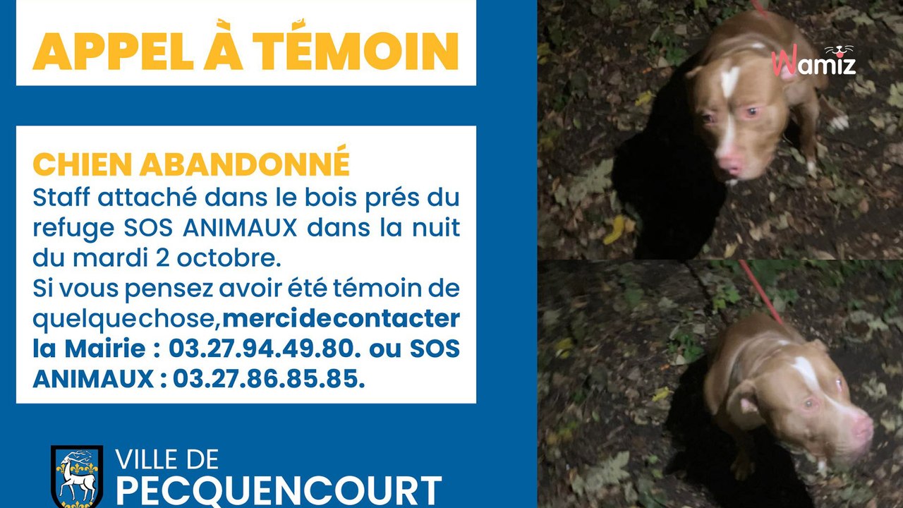 Nord : un appel à témoins est lancé après la découverte d'un chien attaché à un arbre près d'un refuge