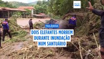 Dois elefantes morrem em inundação no norte da Tailândia