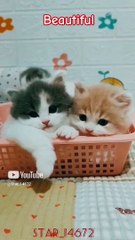 __Beautiful__ #cats #kitten  #funny  #beautiful  @Star_14672