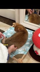 Cute and Clumsy: Funny Animal Bloopers